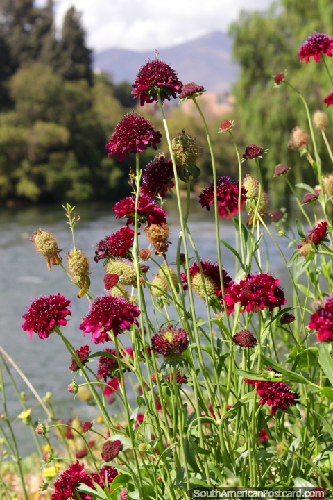 Burgundy wine colored flowers on the Huanuco river-banks. (480x720px). Peru, South America.