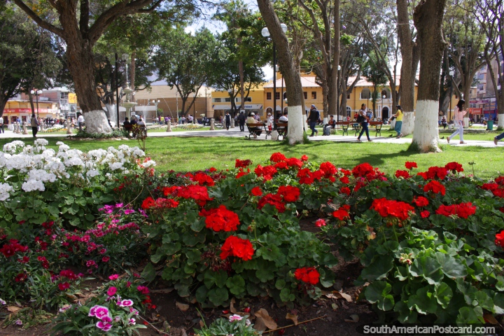 Flores de colores son una caracterstica de Hunuco, estos se encuentran en la plaza. (720x480px). Per, Sudamerica.
