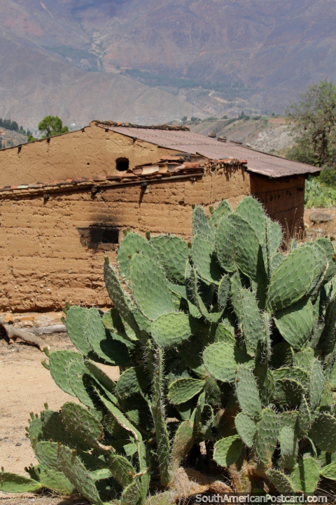Cactus and a mud-brick building at Kotosh, Huanuco. (480x720px). Peru, South America.