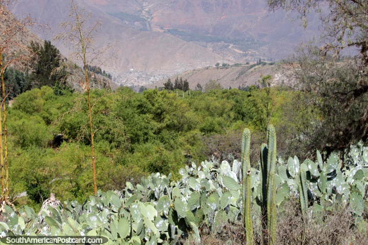 Jardn de cactus y terreno rocoso que mira hacia Hunuco de Kotosh ruinas. (720x480px). Per, Sudamerica.