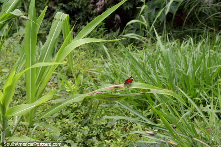 Pequena borboleta vermelha em Mirador Jacintillo, Tingo Maria. (720x480px). Peru, América do Sul.