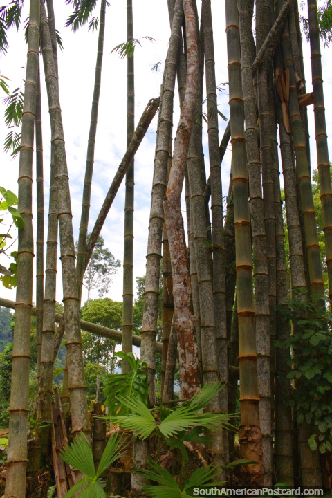 Bambú en el Parque Nacional de Tingo María. (480x720px). Perú, Sudamerica.