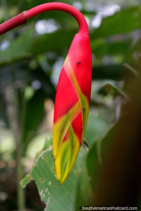 Planta exótica roja, verde y amarillo que se encuentra en el Parque Nacional de Tingo María. (480x720px). Perú, Sudamerica.