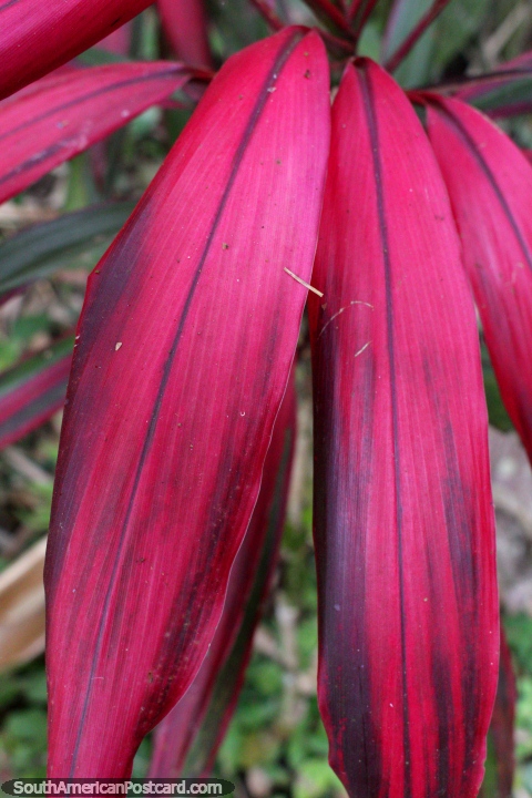 Rosa prpura deja como helechos, plantas exticas en el Parque Nacional de Tingo Mara. (480x720px). Per, Sudamerica.