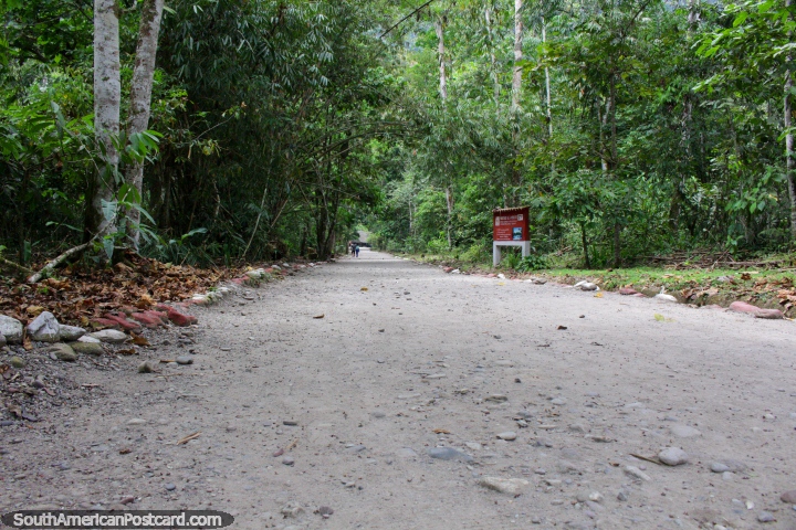 The walking path into Tingo Maria National Park from the entrance. (720x480px). Peru, South America.