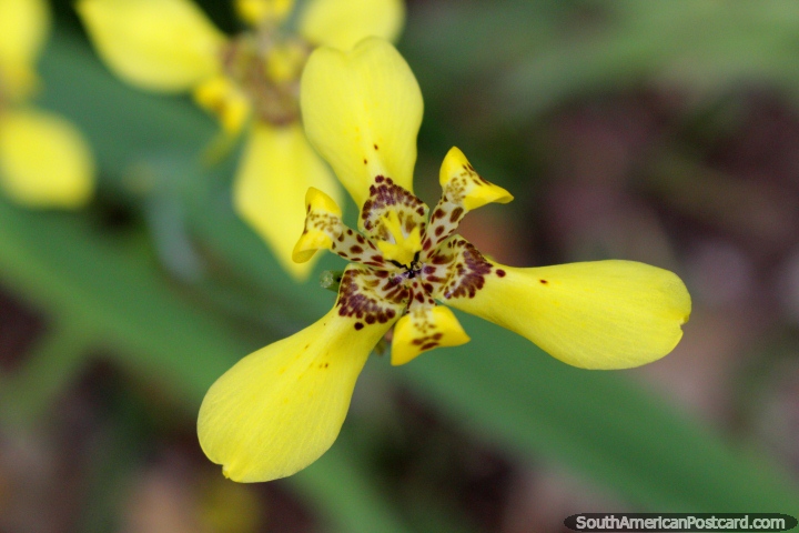 Flor amarela exótica com pontos marrons em parque nacional Tingo Maria. (720x480px). Peru, América do Sul.