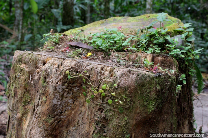 A tree stump with forest-life growing upon it, Tingo Maria National Park. (720x480px). Peru, South America.