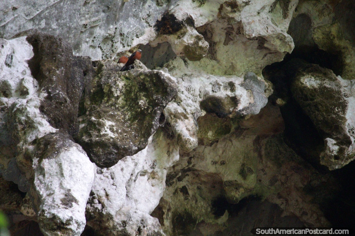 Um par de pássaros do lado de fora da caverna das corujas em parque nacional Tingo Maria. (720x480px). Peru, América do Sul.