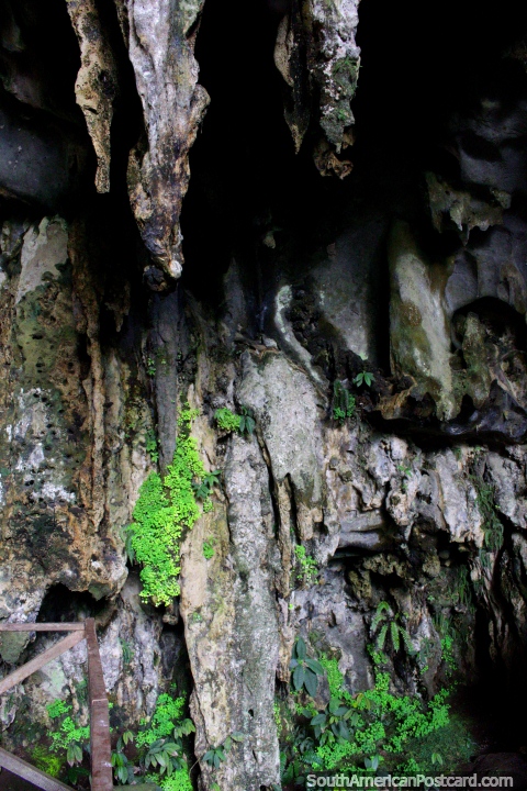 As paredes da caverna das corujas do exterior, parque nacional Tingo Maria. (480x720px). Peru, América do Sul.