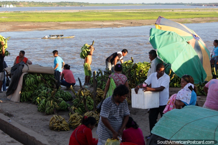 Could Pucallpa be the banana capital of Peru? Possibly so! (720x480px). Peru, South America.