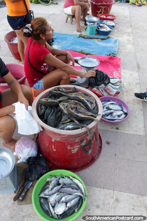 Pescado fresco para la venta desde la calle junto a la Plaza del Reloj en Pucallpa. (480x720px). Per, Sudamerica.