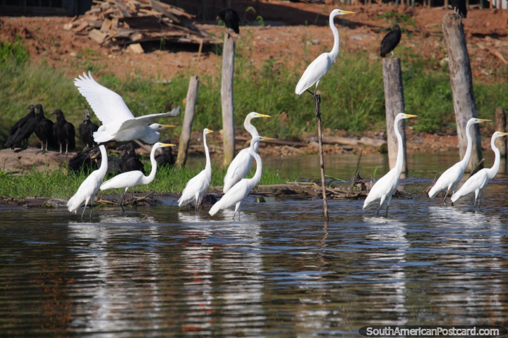 A group of white storks at Lake Yarinacocha in Pucallpa. (720x480px). Peru, South America.