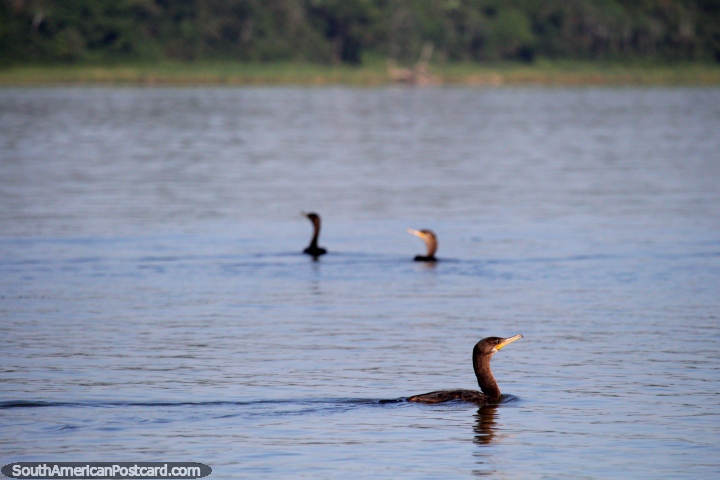Pássaros do lago em Pucallpa, o Lago Yarinacocha. (720x480px). Peru, América do Sul.