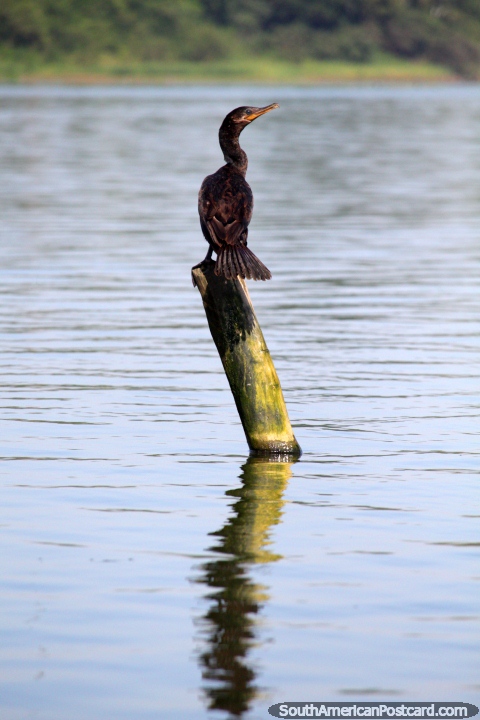 O pássaro senta-se em um correio de madeira no Lago Yarinacocha, Pucallpa. (480x720px). Peru, América do Sul.