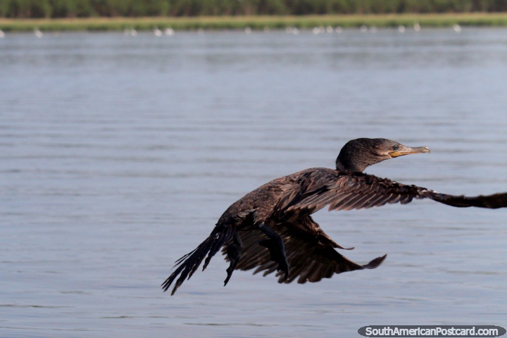 Black bird takes flight, Lake Yarinacocha, Pucallpa. (720x480px). Peru, South America.