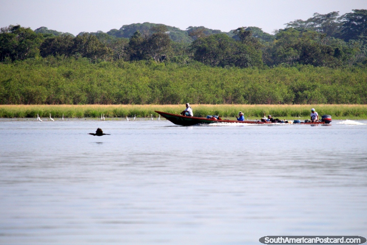 O pássaro e o barco de rio fazem correr um a outro em Lago Yarinacocha, Pucallpa. (720x480px). Peru, América do Sul.