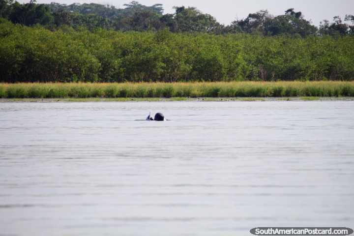 Um par de delfins cinzas que fazem o seu caminho em Lago Yarinacocha, Pucallpa. (720x480px). Peru, América do Sul.