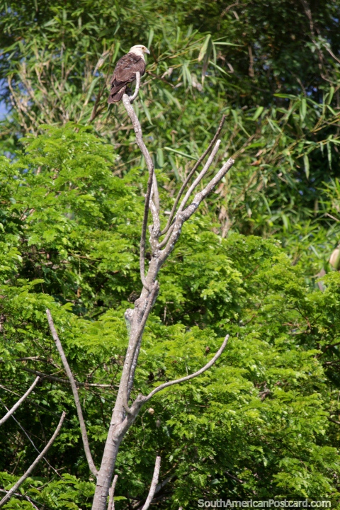 Un águila en busca de peces desde lo alto de un árbol, el Lago Yarinacocha, Pucallpa. (480x720px). Perú, Sudamerica.