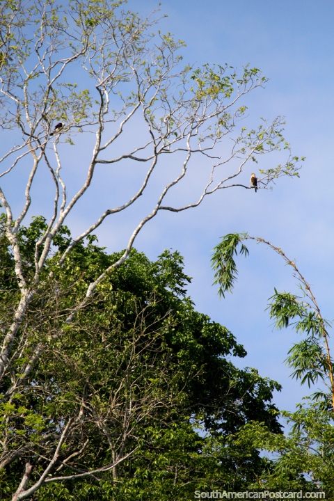 A pair of eagles in the trees above, Lake Yarinacocha, Pucallpa. (480x720px). Peru, South America.