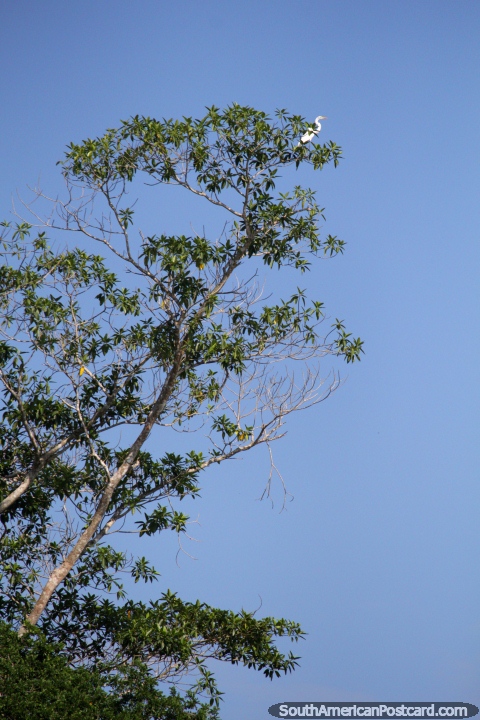 Uma cegonha branca alta em uma árvore procura o peixe para o café da manhã em Lago Yarinacocha em Pucallpa. (480x720px). Peru, América do Sul.