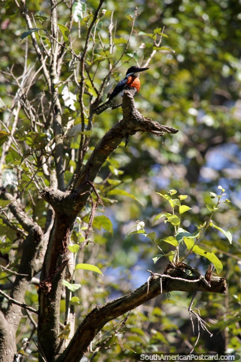 Pássaro com peito cor-de-laranja com penas azuis e brancas, o Lago Yarinacocha, Pucallpa. (480x720px). Peru, América do Sul.