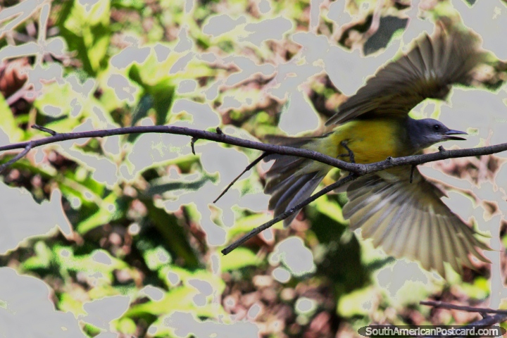 Yellow-breasted bird spreads its wings and flies away, Lake Yarinacocha, Pucallpa. (720x480px). Peru, South America.