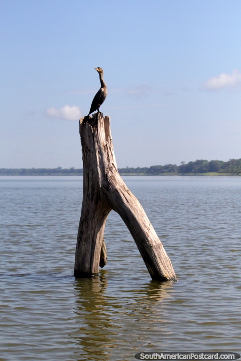 O tronco de rvore faz um bom lugar ao lugar frequentado se for um pssaro em Lago Yarinacocha em Pucallpa. (480x720px). Peru, Amrica do Sul.