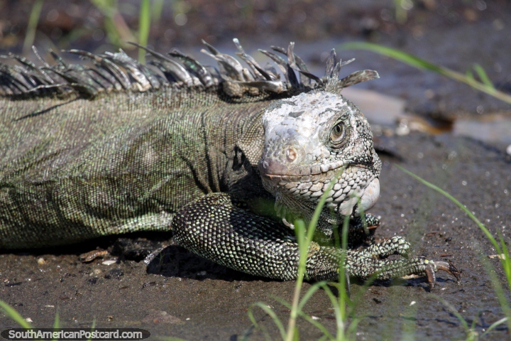 Grande iguana na areia em Lago Yarinacocha, espcie de pr-histrico, Pucallpa. (720x480px). Peru, Amrica do Sul.