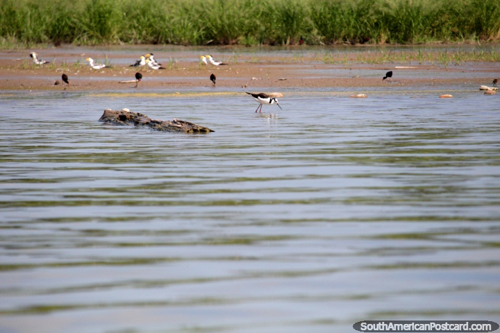O pssaro preto e branco com o bico fino longo procura o peixe em Lago Yarinacocha em Pucallpa. (720x480px). Peru, Amrica do Sul.