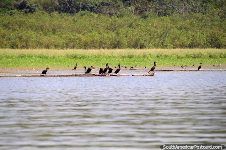 Brown birds standing on a wooden log in the morning sun at Lake Yarinacocha in Pucallpa. (720x480px). Peru, South America.