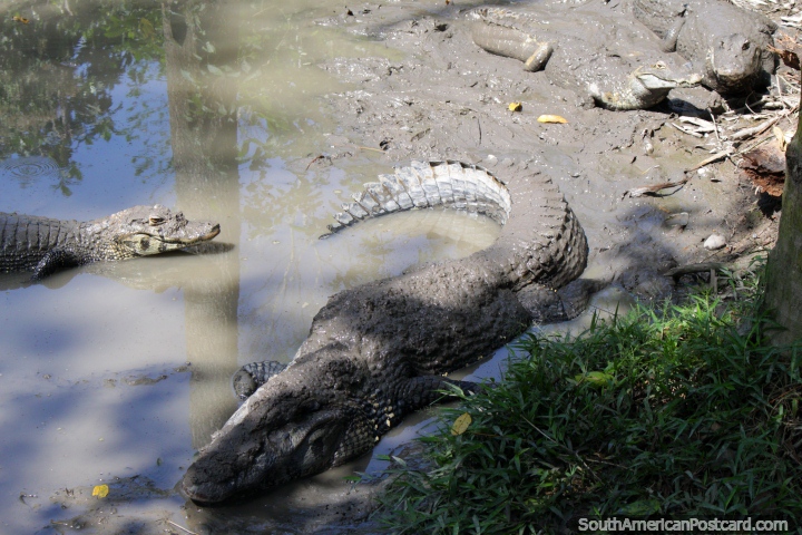 Los cocodrilos disfrutan del barro acuoso en La Jungla, centro de rescate de animales, Pucallpa. (720x480px). Per, Sudamerica.