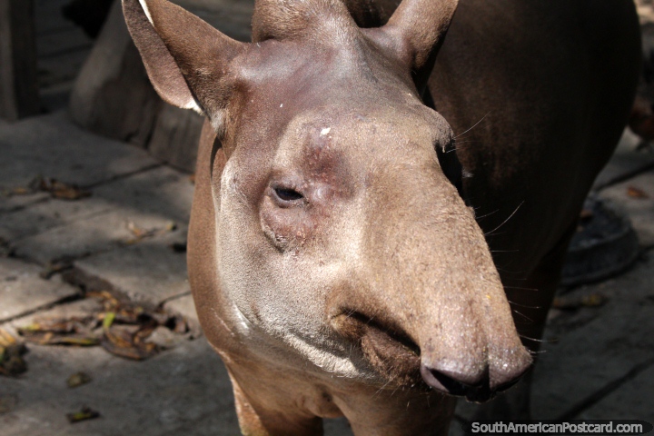 A tapir, they have floppy noses, at La Jungla, Lake Yarinacocha in Pucallpa. (720x480px). Peru, South America.