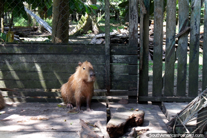 O capybara  bastante um personagem relaxado, no dizem muito, La Jungla, centro de resgate dos animais, Pucallpa. (720x480px). Peru, Amrica do Sul.