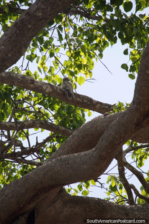 An owl sleeps high up in a tree beside Lake Yarinacocha in Pucallpa. (480x720px). Peru, South America.