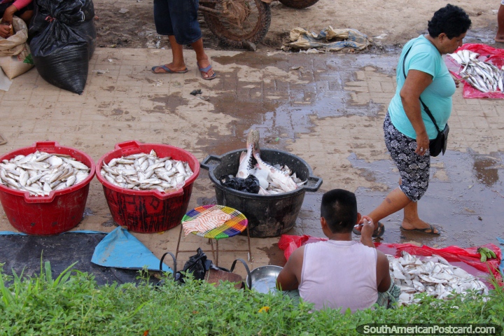 Fresh fish in buckets ready to sell beside the Ucayali River in Pucallpa. (720x480px). Peru, South America.