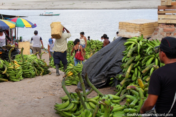 Os enormes ramos de bananas chegam rumo a terra do rio em Pucallpa. (720x480px). Peru, Amrica do Sul.