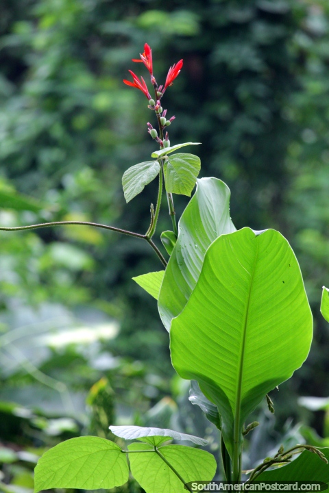 Pequeas flores rojas, grandes hojas verdes, Parque Natural, Pucallpa. (480x720px). Per, Sudamerica.