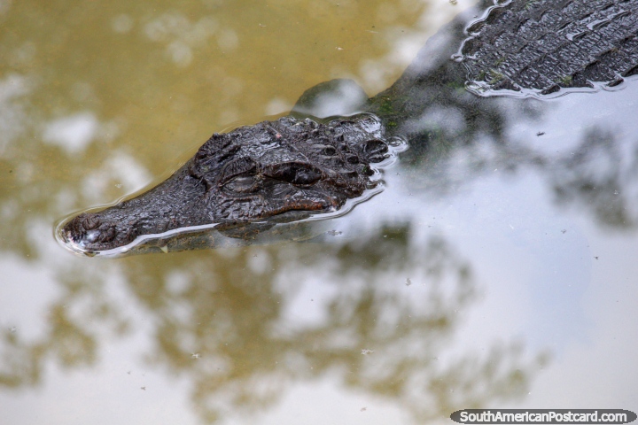 Um crocodilo resfria fora na água fresca no Parque Natural em Pucallpa. (720x480px). Peru, América do Sul.