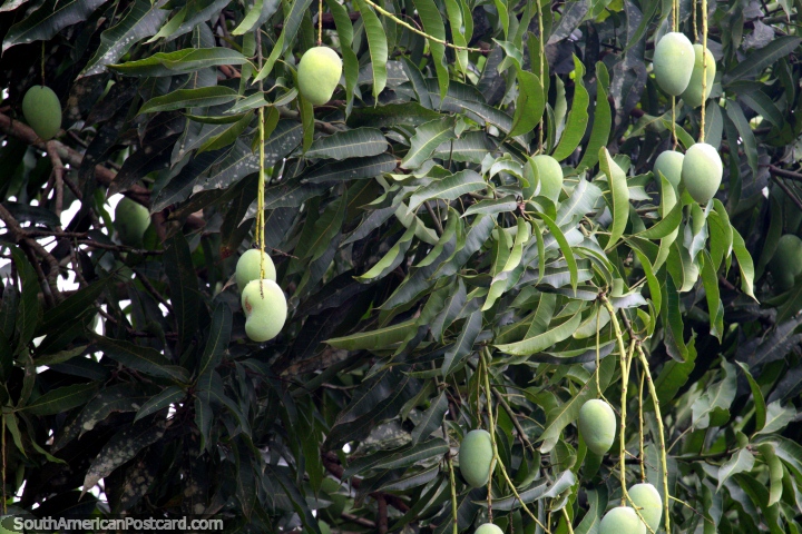 Los mangos verdes cuelgan del árbol en el Parque Natural de Pucallpa. (720x480px). Perú, Sudamerica.