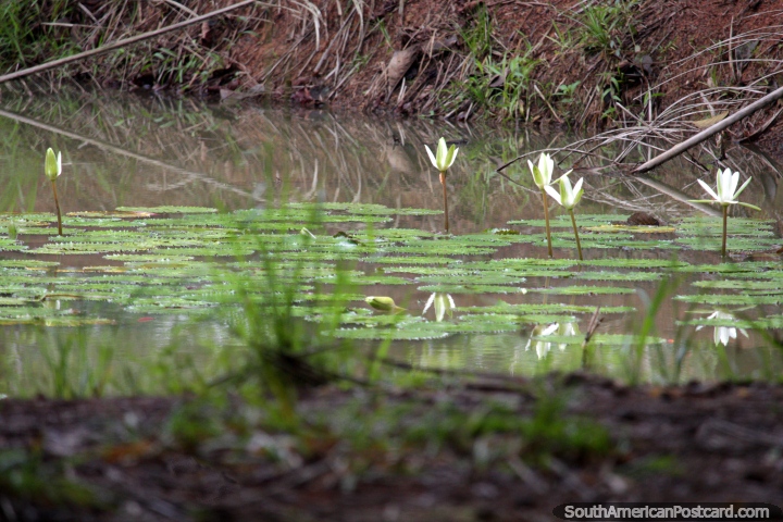 Flores frondosas brotan del pantano en el Parque Natural de Pucallpa. (720x480px). Per, Sudamerica.