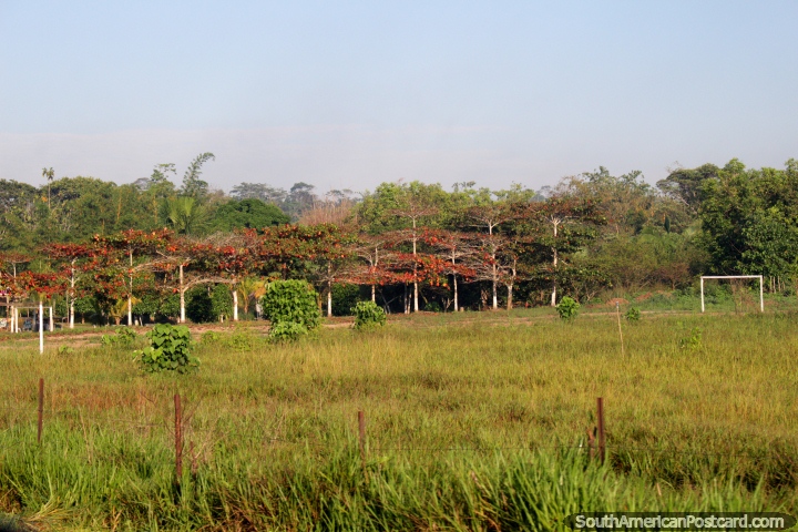 Campo de ftbol en el Amazonas y rboles con hojas de color roja brillante entre Pucallpa y Aguaytia. (720x480px). Per, Sudamerica.