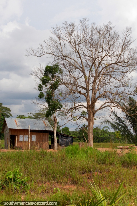 Pequeño cobertizo o casa se encuentra al lado de un árbol grande en el Amazonas entre Pucallpa y Aguaytia. (480x720px). Perú, Sudamerica.