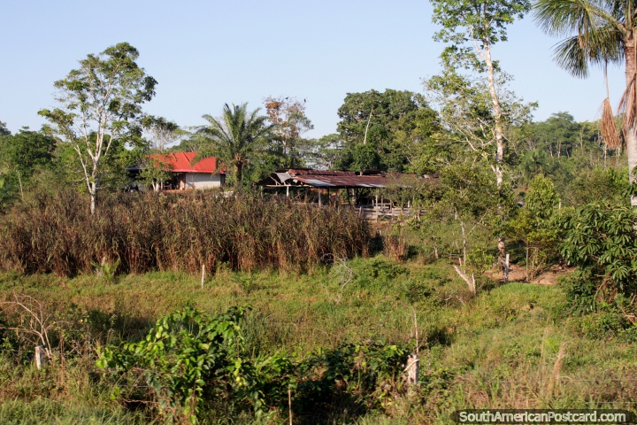 House and farm among the trees beside the road between Pucallpa and Tingo Maria. (720x480px). Peru, South America.