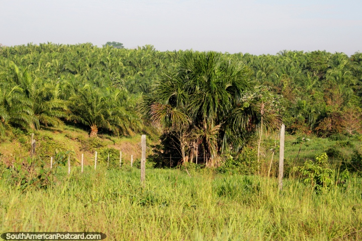 Una granja de palmeras por lo que el ojo puede ver, la Amazonía entre Pucallpa y Tingo María. (720x480px). Perú, Sudamerica.