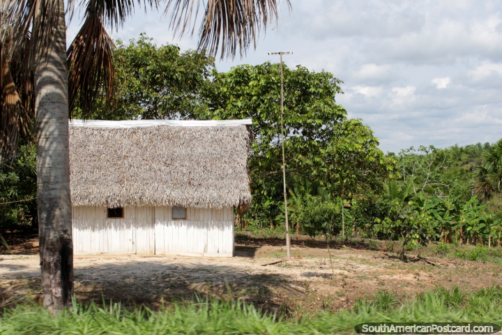 Pequea casa de madera blanca con techo de paja en la Amazonas. Impresionante, entre Pucallpa y Tingo Mara. (720x480px). Per, Sudamerica.