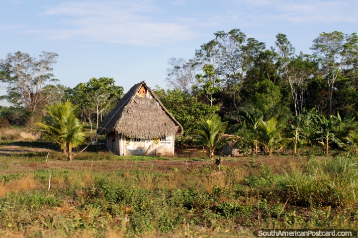 Simple house in the Amazon, thatched roof and small palms, between Pucallpa and Tingo Maria. (720x480px). Peru, South America.