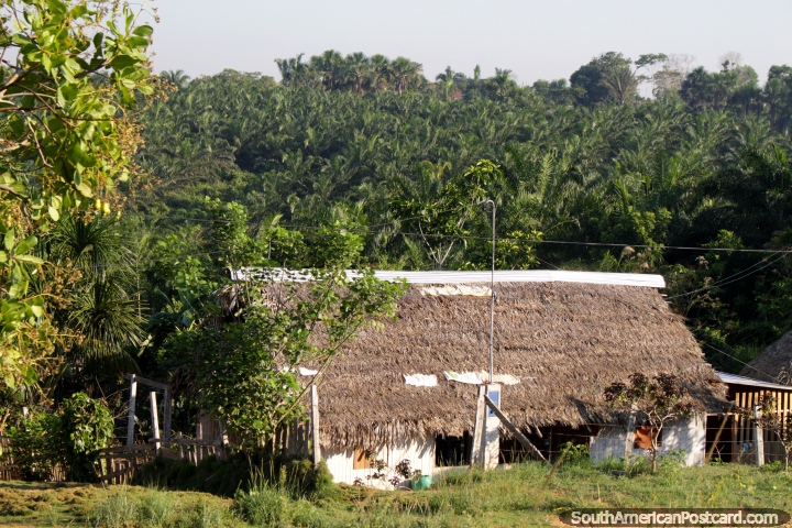 Large house made of wood with thatched roof, palm farm behind, the Amazon road between Pucallpa and Tingo Maria. (720x480px). Peru, South America.