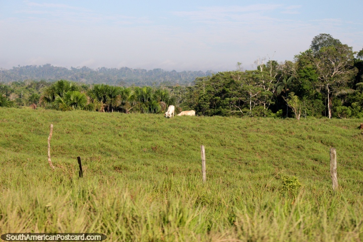 Cows in a field in the Amazon, plenty of space, between Pucallpa and Tingo Maria. (720x480px). Peru, South America.