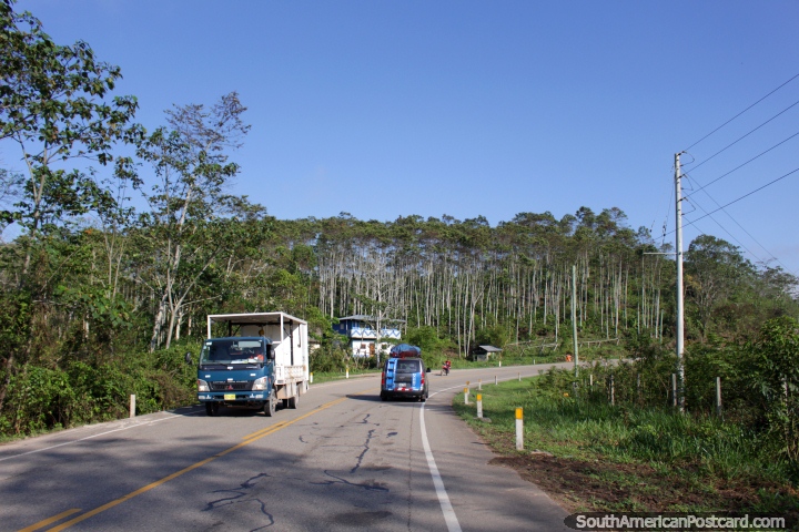 Un bosque de rboles altos y delgados al lado de la carretera cerca de San Alejandro, entre Pucallpa y Tingo Mara. (720x480px). Per, Sudamerica.
