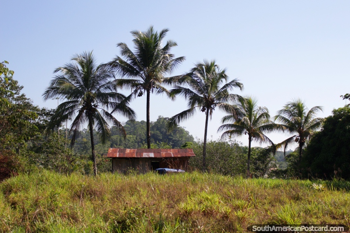 Half house, half shack, nice palm trees, Amazon living, between San Alejandro and Aguaytia. (720x480px). Peru, South America.